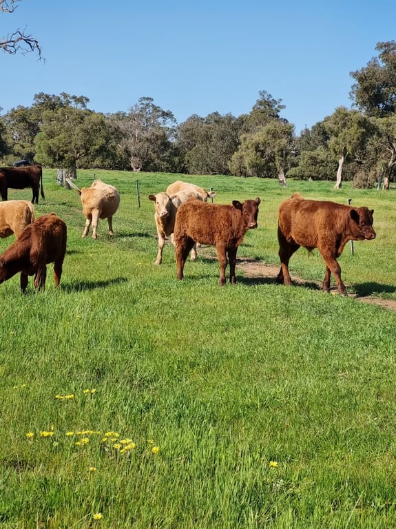 Young beef cattle grazing peacefully in a lush green paddock at Azren Farms in Elgin, WA.