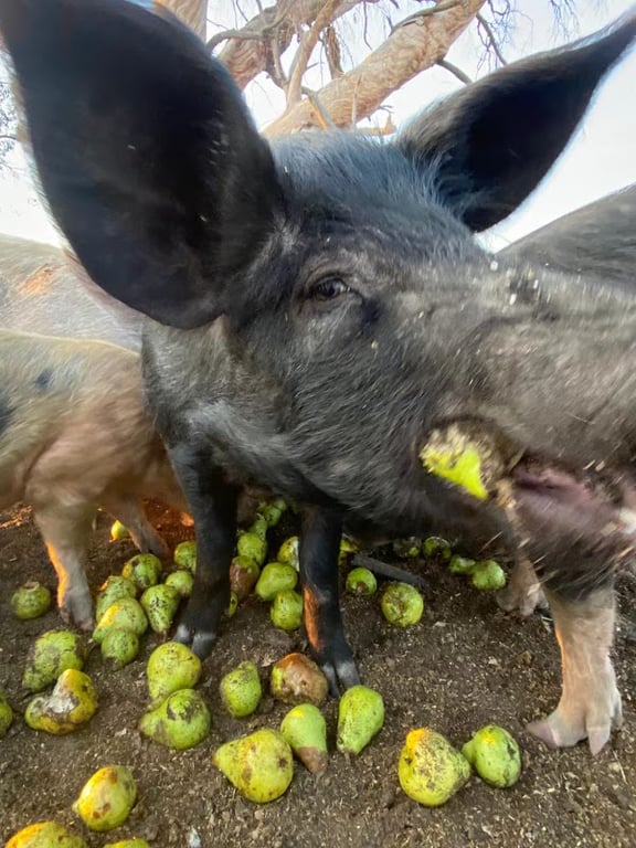 A happy black pig enjoying a feed of fresh fruit at Azren Farms-Farm Fresh Meats.