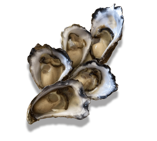 Broadwater Oysters in South Coast NSW, NSW