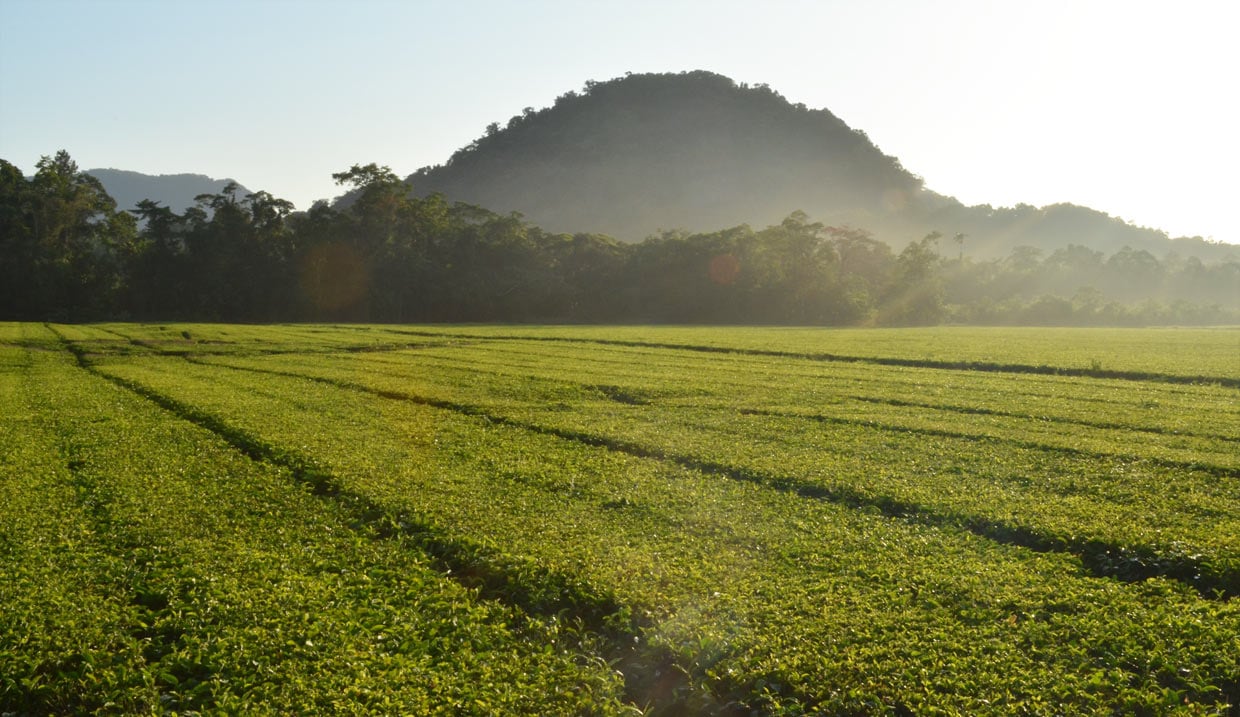 Daintree Tea Co. in Daintree, QLD