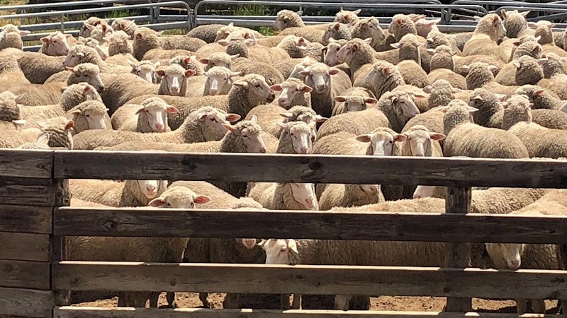 Numerous sheep packed into a wooden pen at Deadwood Farm, a livestock farm in Robe and Kingston, SA.