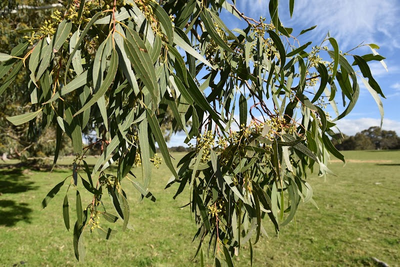 Close-up of vibrant green eucalyptus leaves and small flowers against a blue sky at Deadwood Farm.