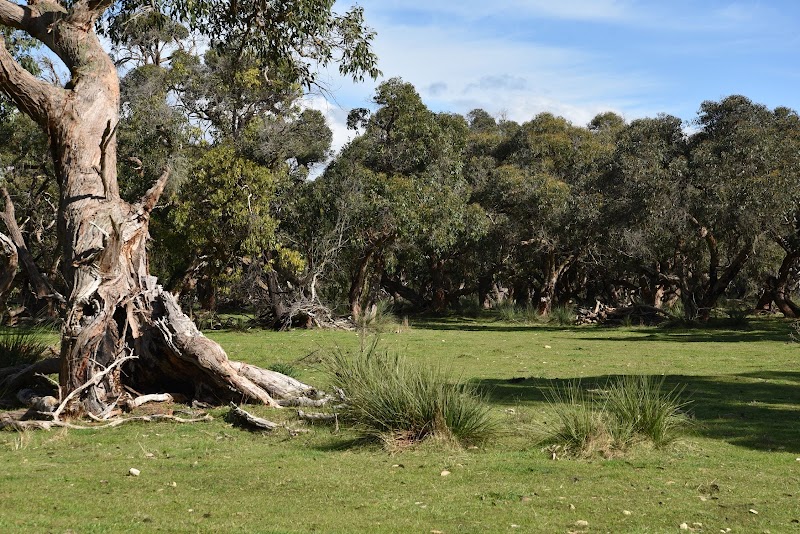 Expansive view of a grassy paddock with large, gnarled eucalyptus trees at Deadwood Farm in Robe and Kingston, SA.