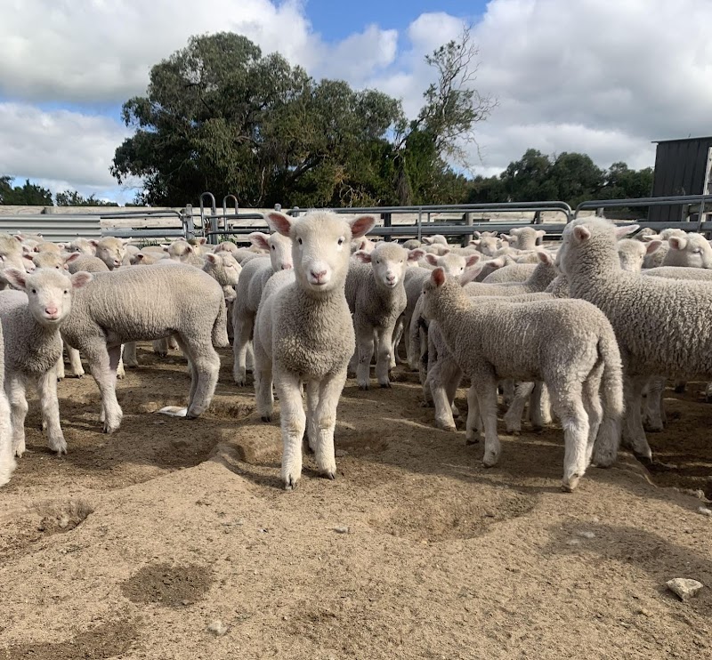 Adorable young lambs standing in a dusty yard, looking curious at Deadwood Farm, a livestock farm.