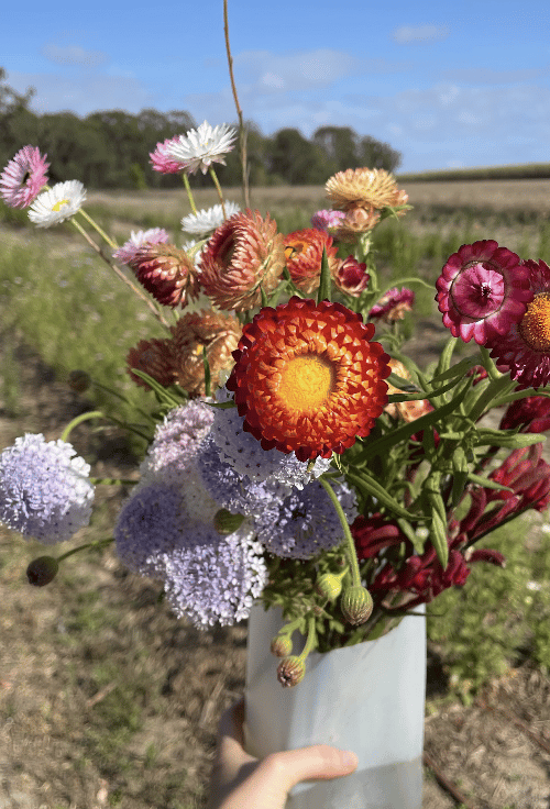 Fresh native flowers grown at Gillens Creek Garden.