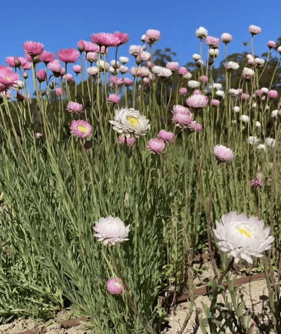 Rows of native flowers growing at Gillens Creek Garden.
