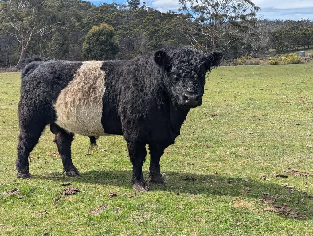 A striking Belted Galloway bull standing in a sunny paddock at Heritage Farms Tasmania.