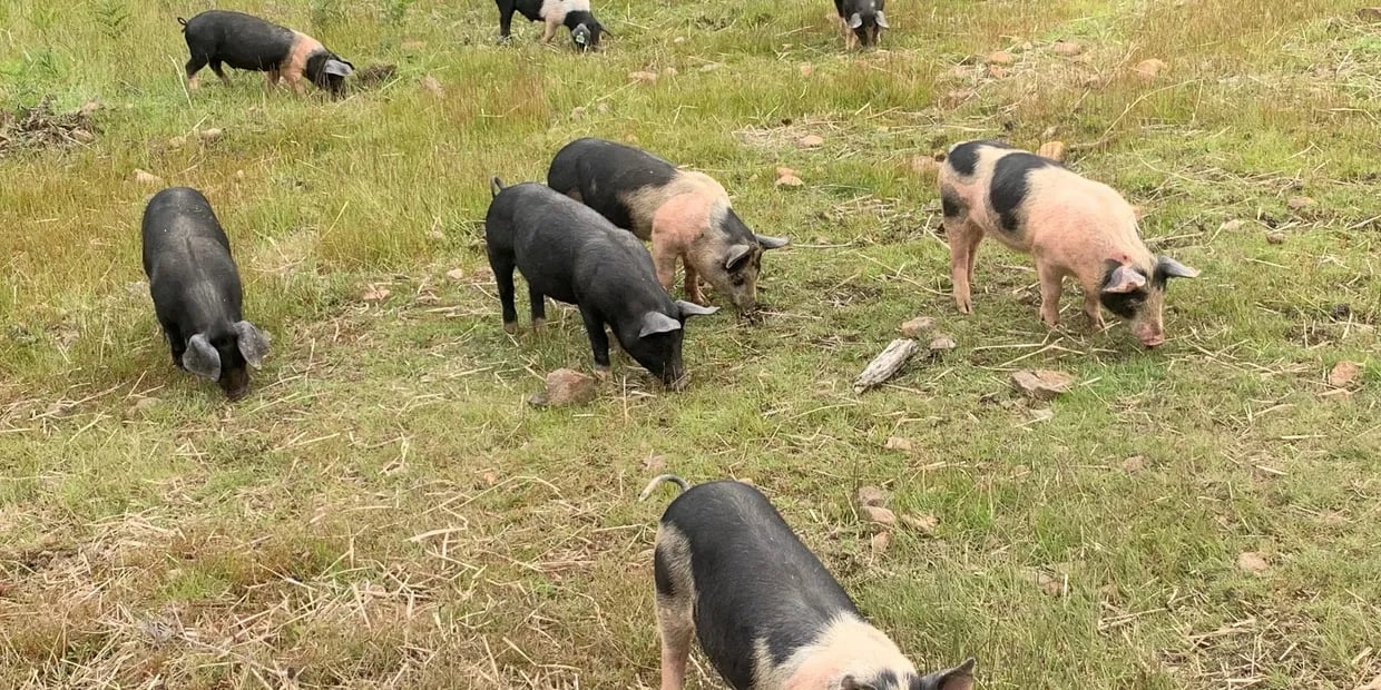 Heritage Farms Tasmania pigs grazing freely in a green paddock in Forcett, TAS.