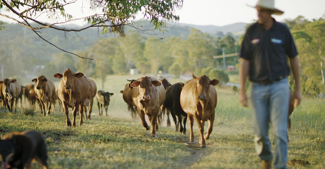 K2 Organic Beef in Kandanga, QLD