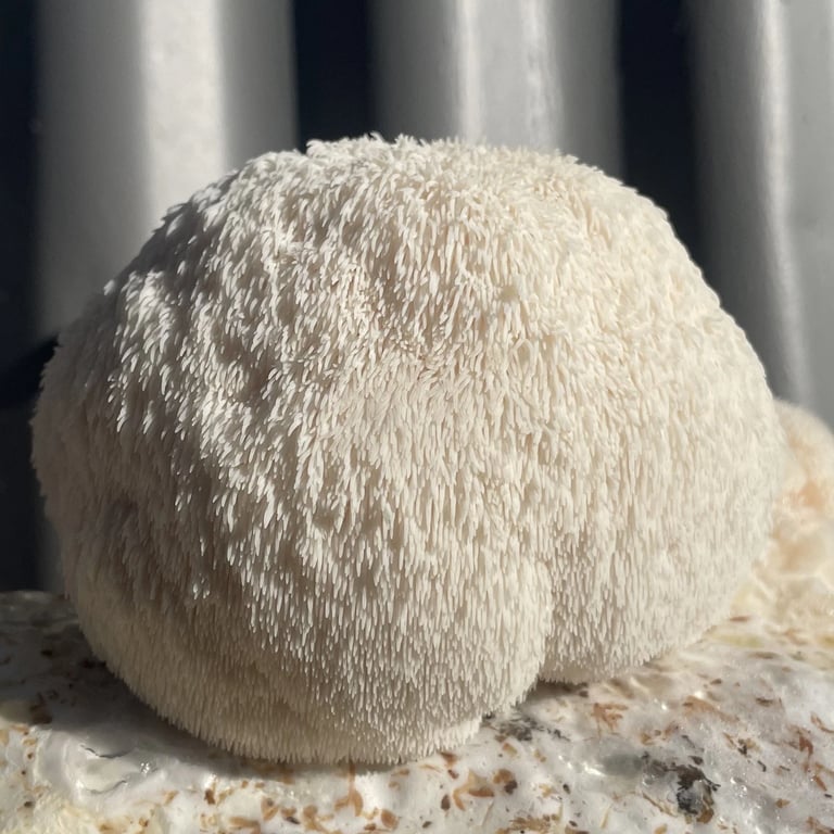 Close-up of a large, white, fluffy Lion's Mane mushroom growing, a prime product of Largo Brae.