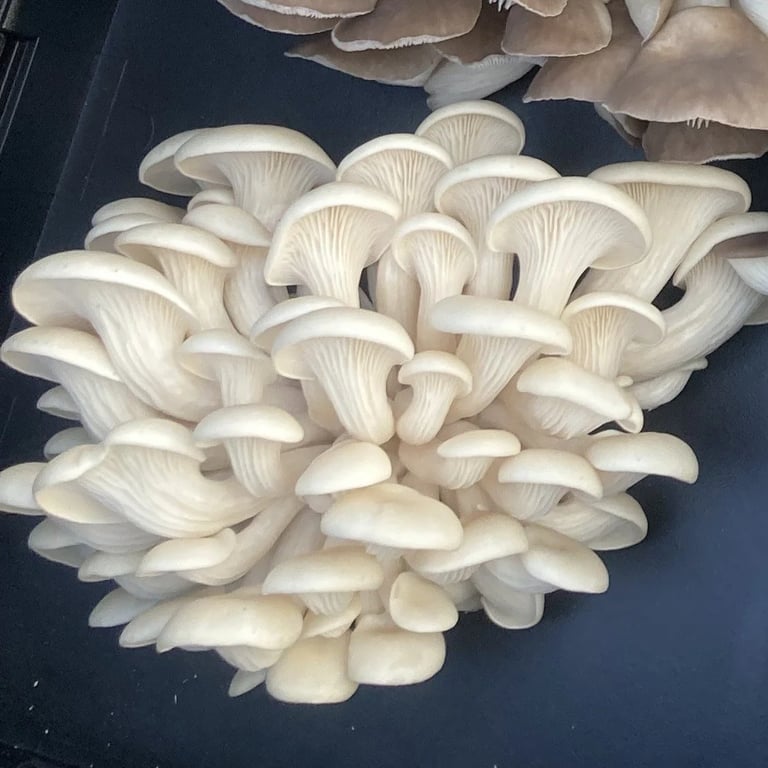 A fresh cluster of white oyster mushrooms with delicate gills, showcasing the produce of Largo Brae.