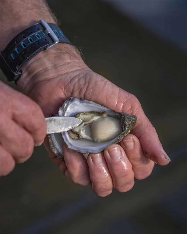 Merimbula Gourmet Oysters in South Coast NSW, NSW