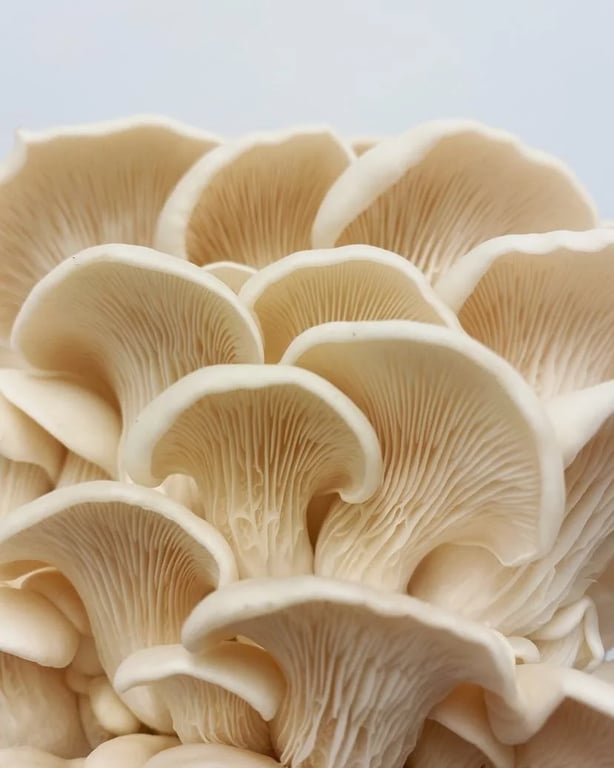 A cluster of golden-brown textured mushrooms, showcasing the variety available at Mr Brown & Towns Mushroom Garden in TAS.