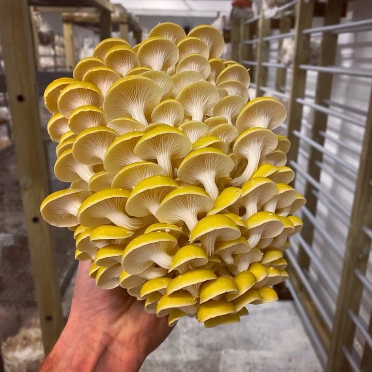 A hand presenting a beautiful cluster of blue oyster mushrooms, grown at Mr Brown & Towns Mushroom Garden.