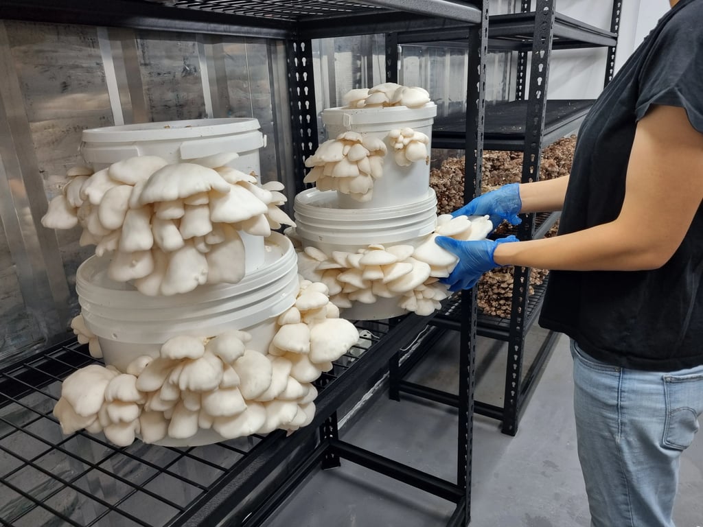 A person in blue gloves harvesting white oyster mushrooms from buckets on shelves at Southern Caps Mushroom Co. in Judbury.