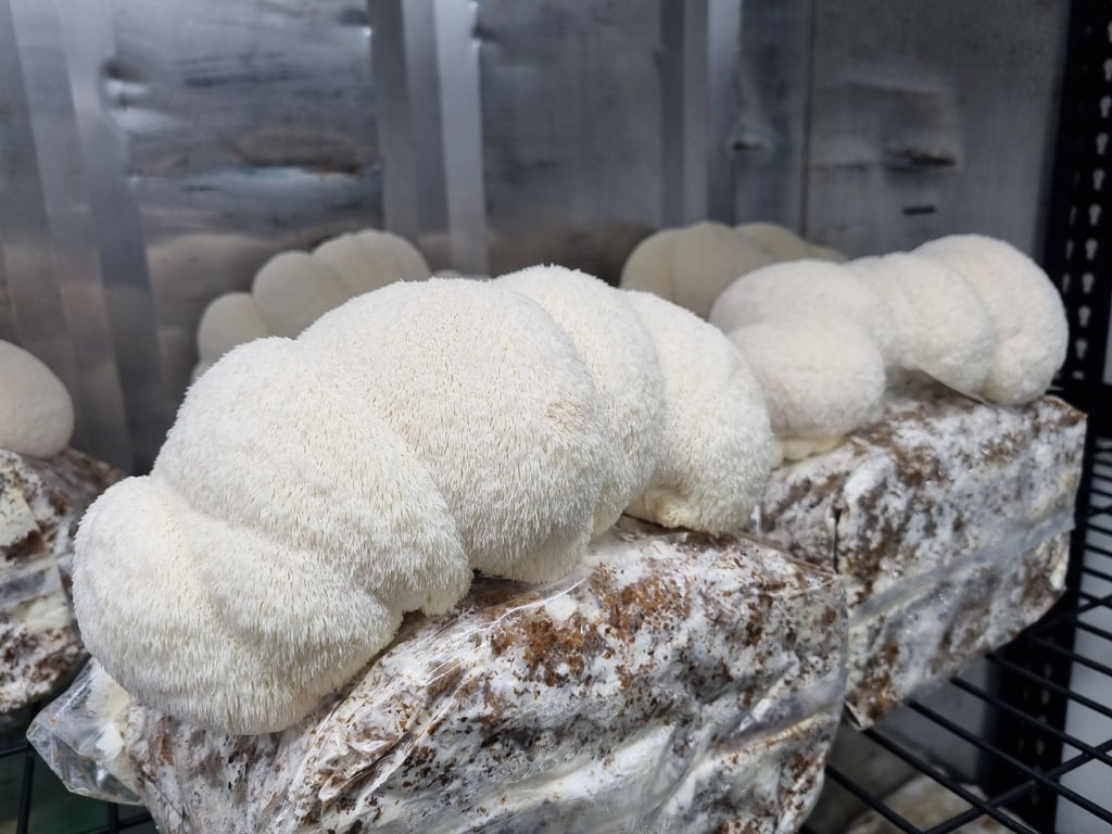 A close-up of fluffy white lion's mane mushrooms growing, showcasing the unique offerings of Southern Caps Mushroom Co.