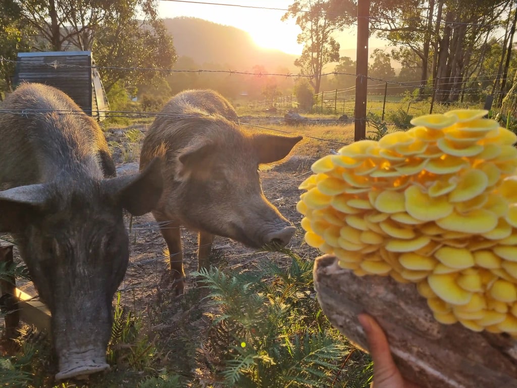 Two pigs curiously looking at a log covered in vibrant yellow mushrooms, with a sunny farm landscape in the background.