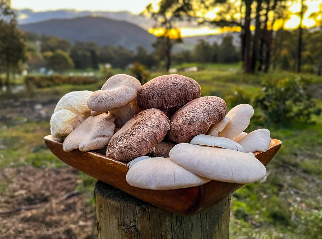 A wooden bowl filled with various fresh mushrooms on a post, with a beautiful farm landscape at sunset in Judbury, Tasmania.
