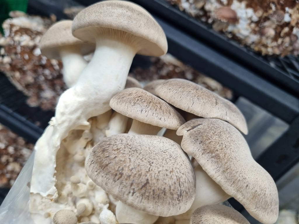 A close-up of fresh king oyster mushrooms growing, highlighting the diverse produce from Southern Caps Mushroom Co.