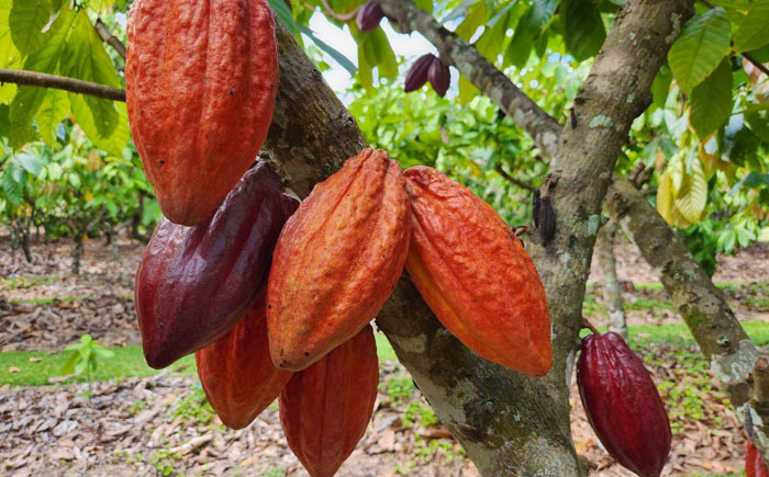 The Australian Chocolate Farm in Daintree, QLD