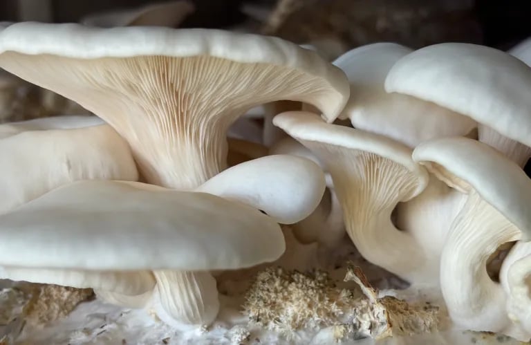 Freshly harvested white oyster mushrooms growing at The Fungi Fellowes farm in Singleton, NSW.