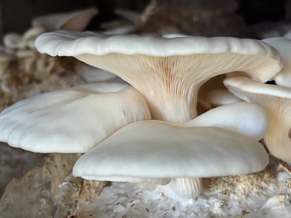 Cluster of fresh white oyster mushrooms growing at The Fungi Fellowes farm in Singleton, New South Wales.