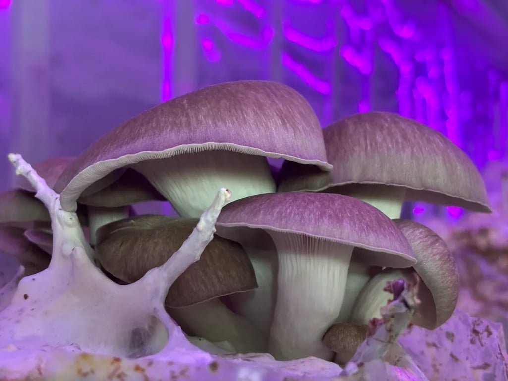 Purple-hued mushrooms growing under specialised lights at The Fungi Fellowes farm in Singleton, NSW.