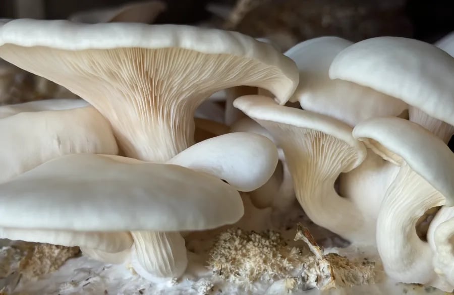 Close-up of plump white oyster mushrooms ready for harvest at The Fungi Fellowes.