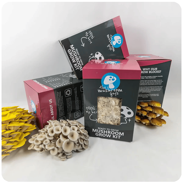 Branded mushroom grow kits from The Mushroom Guys, with fresh mushrooms displayed, available in Perth, WA.