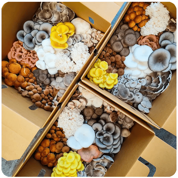 Assorted fresh mushrooms packed in cardboard boxes, ready for delivery from The Mushroom Guys in Perth, Western Australia.