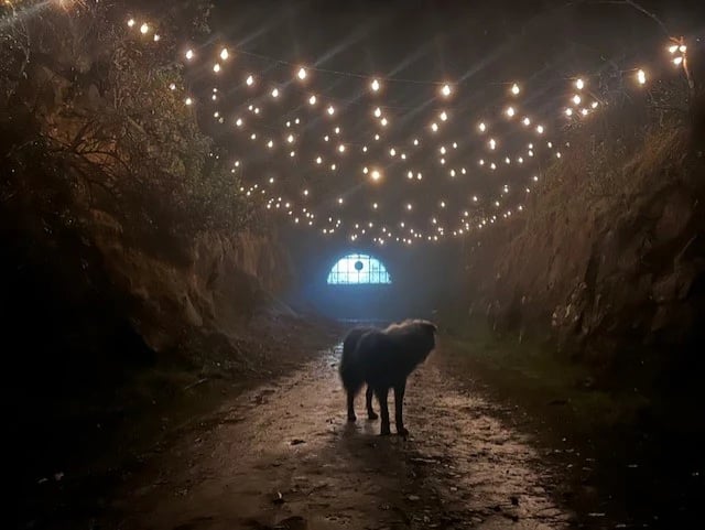 A dog standing in the illuminated tunnel entrance of Tunnel Hill Mushrooms, with string lights overhead in Tasmania.