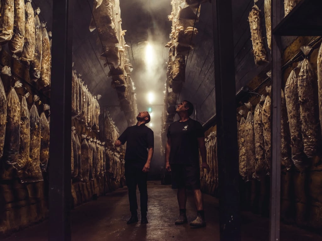 Two people looking up at rows of mushroom growing bags inside the dark, misty tunnel at Tunnel Hill Mushrooms.