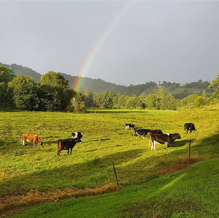 Tweed Valley Farmhouse Cheeses in Northern Rivers, NSW