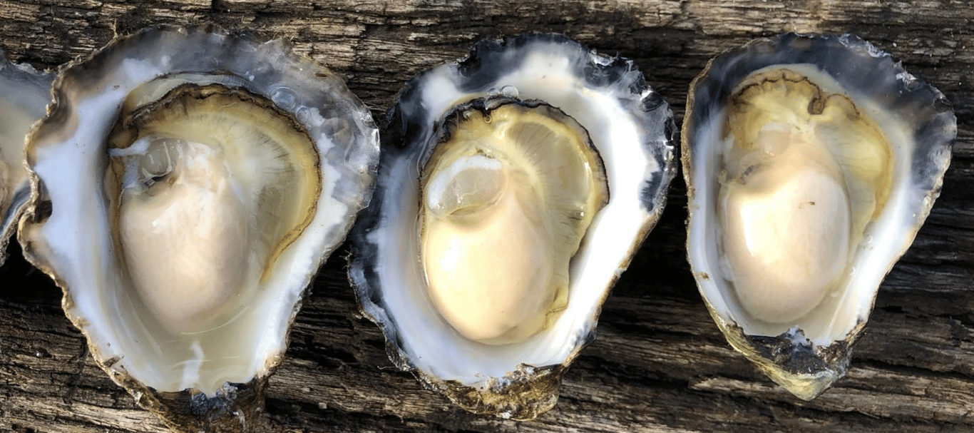 Wheelers Oyster Farm in South Coast NSW, NSW