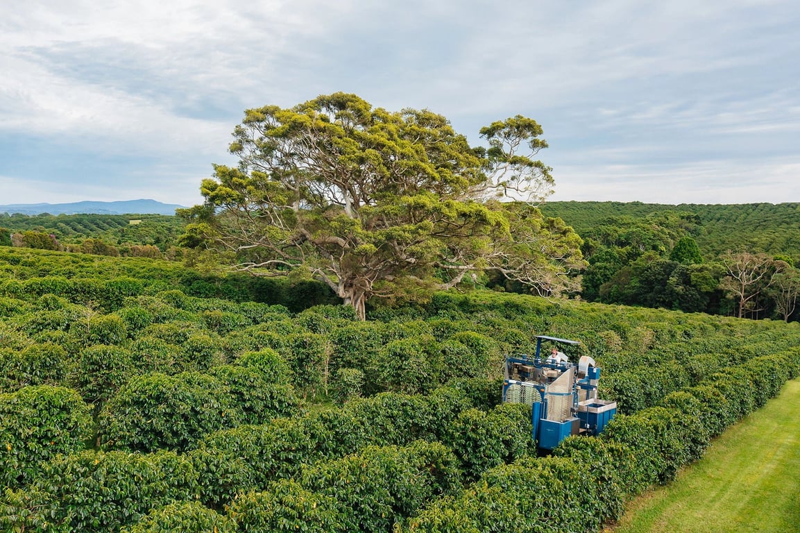 Zentveld's Australian Coffee Roasters in Northern Rivers, NSW