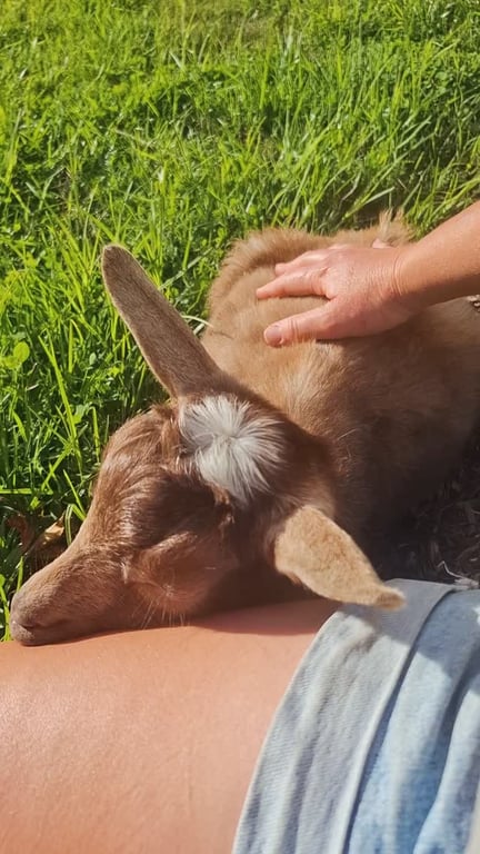 A person gently petting a cute brown goat kid resting on their lap in the green grass at Cedar Creek Farm.