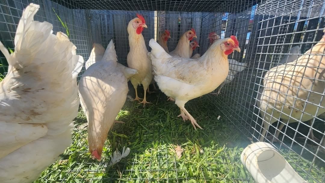 Healthy chickens in a wire enclosure at Fluffy Butt Farms, a hobby farm in the Hunter Valley.
