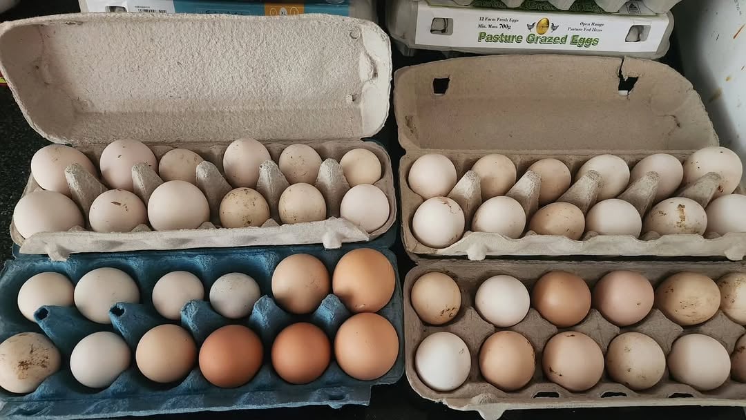 Freshly laid eggs in various cartons, ready for sale from Fluffy Butt Farms in the Hunter Valley, NSW.