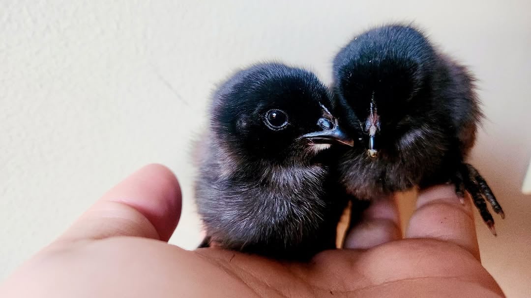 Two adorable black chicks nestled in a hand, representing the young poultry at Fluffy Butt Farms.
