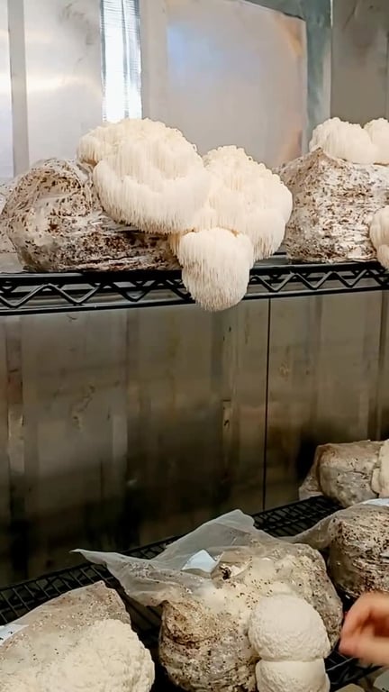 Mooral Creek Mushrooms fresh gourmet mushrooms grown in Mooral Creek.