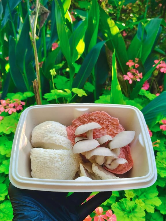 Rewild Mushrooms fresh farm produce packed for customers in Karuah.