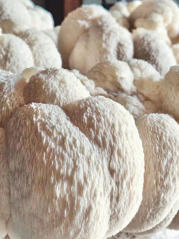 Rewild Mushrooms mushroom farm photo from Karuah.