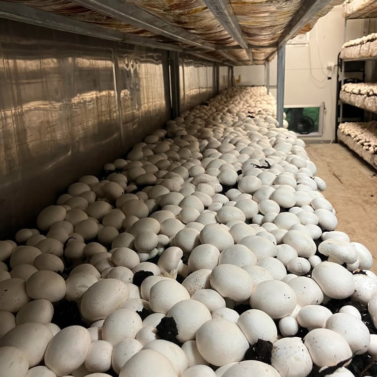 Richmond Mushrooms fresh gourmet mushrooms grown in Evans Head, New South Wales.