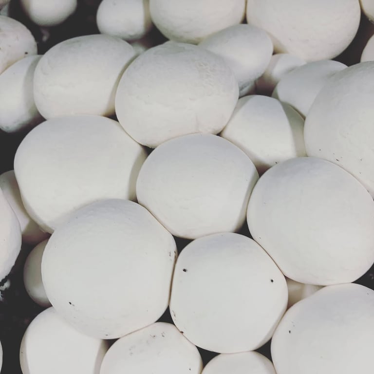 Richmond Mushrooms fresh farm produce packed for customers in Evans Head, New South Wales.